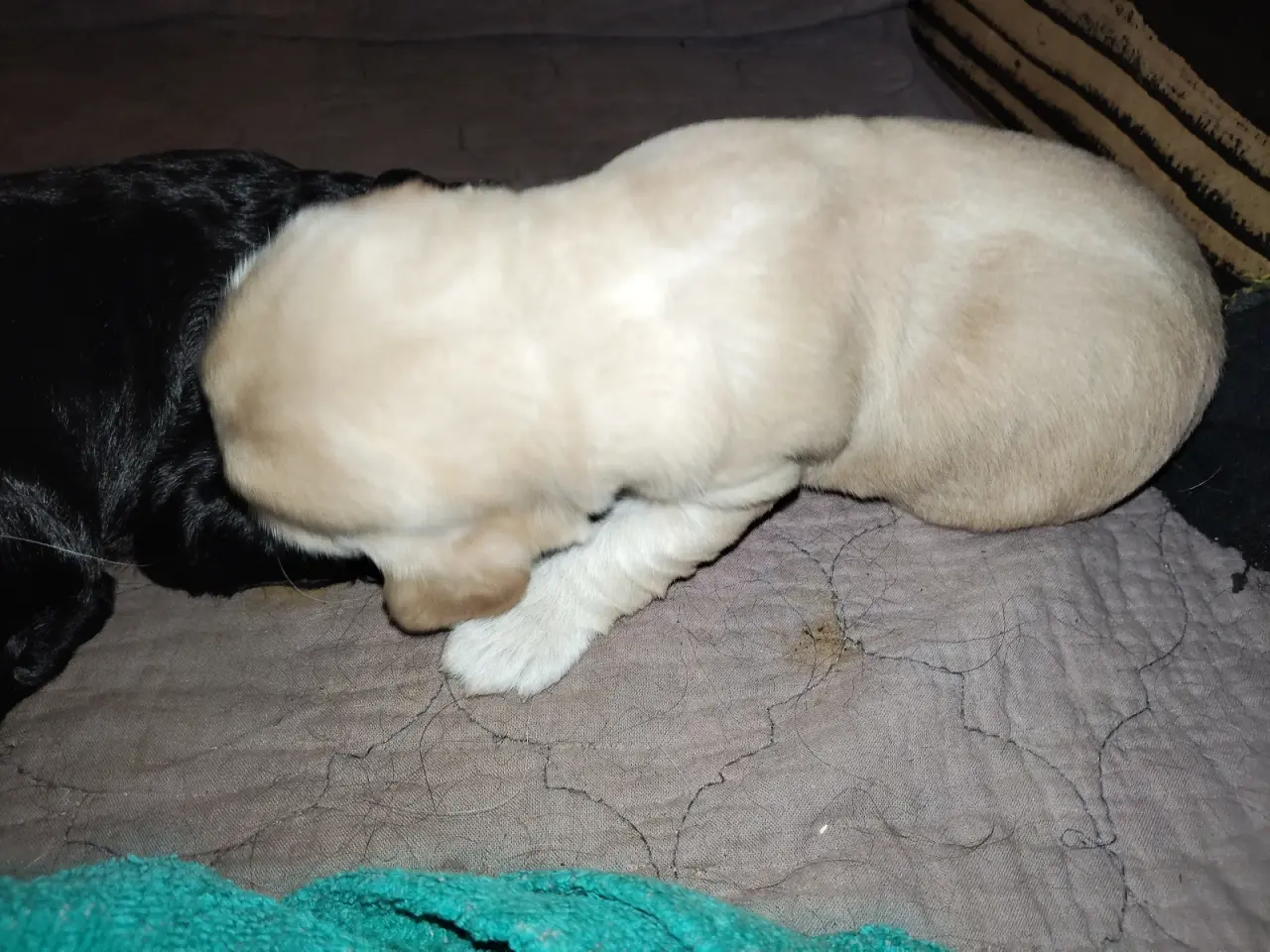 Billede 2 - Cockapoo hvalpe