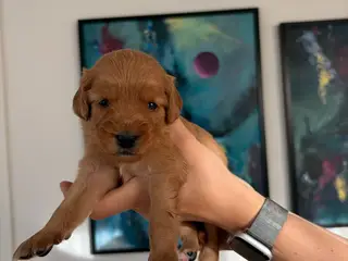 Doodle hundehvalpe til salg🐶