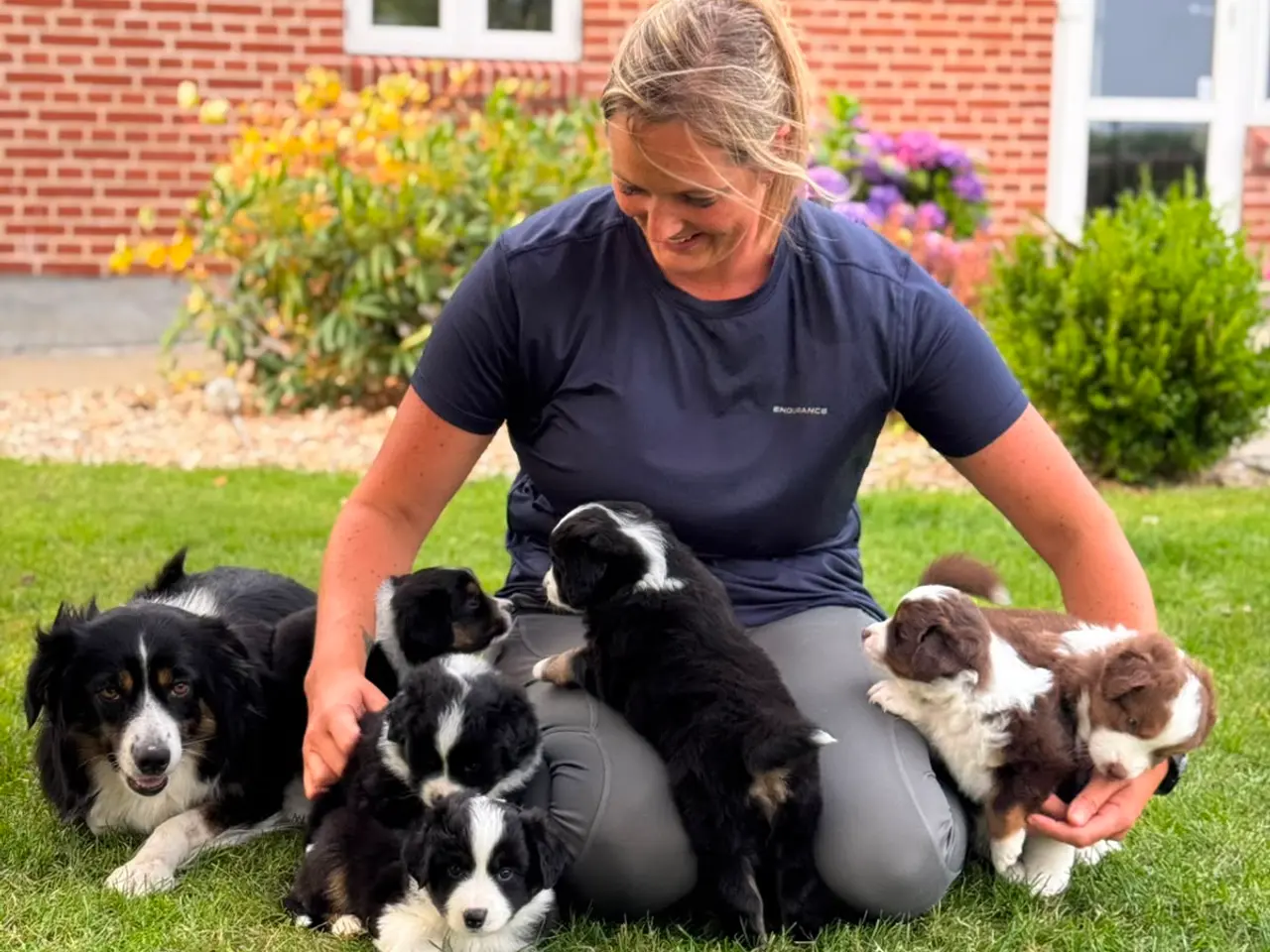 Billede 7 - Miniature American Shepherd hvalpe