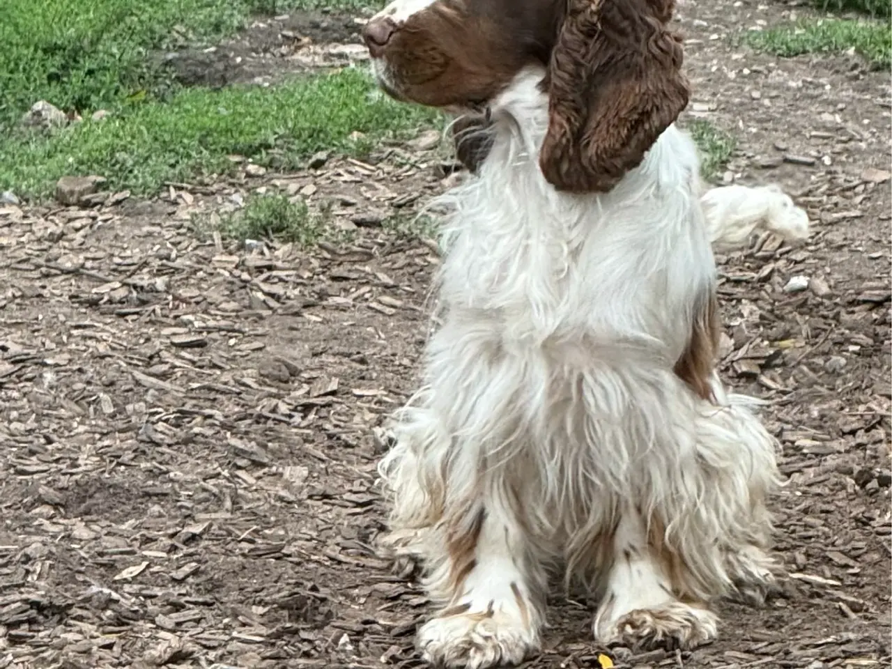 Billede 3 - Cocker Spaniel (Hanhund)