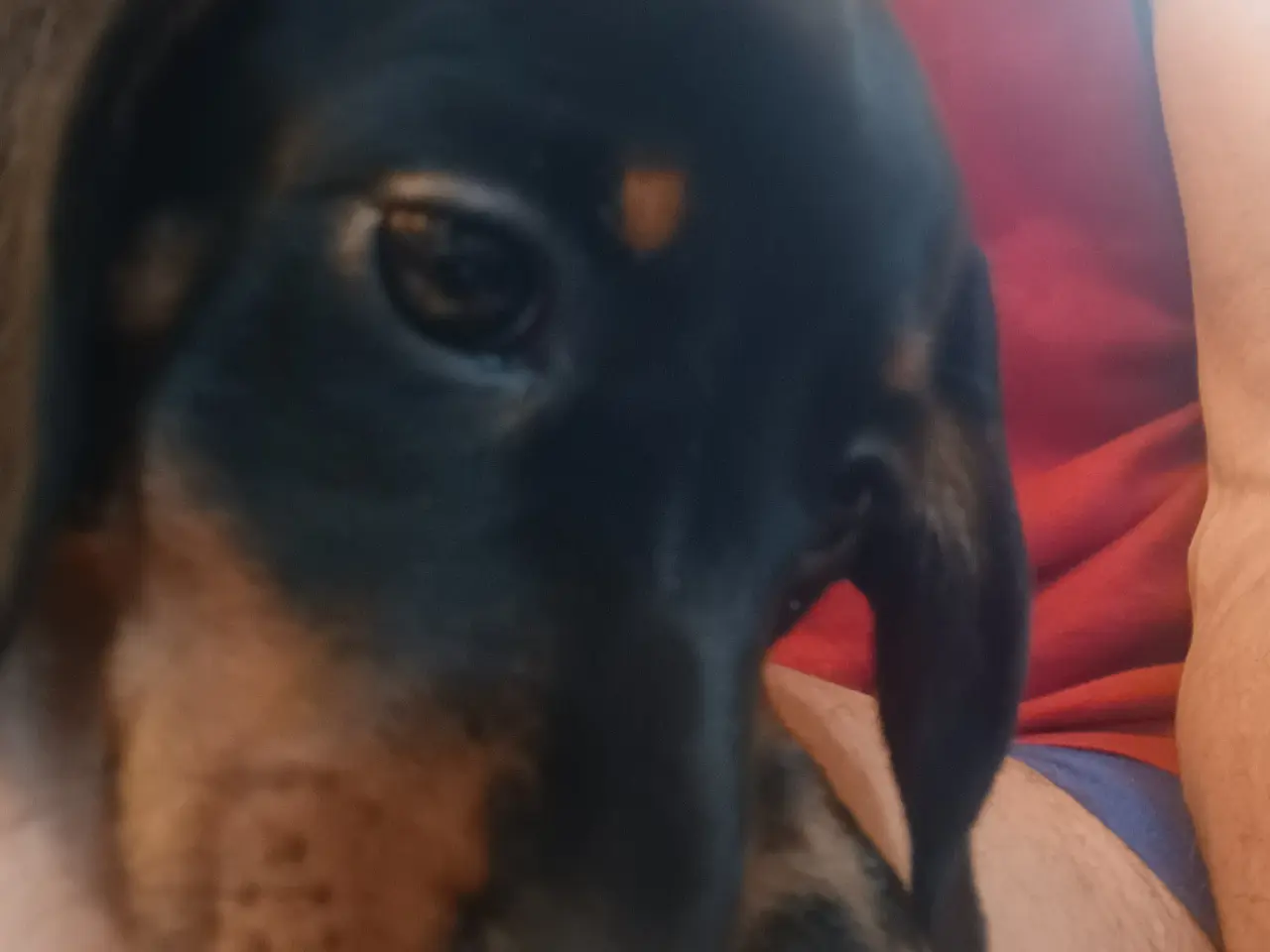 Billede 3 - Dværg Gravhund