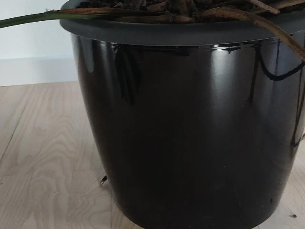 Billede 3 - Monstera deliciosa / fingerphilodendron