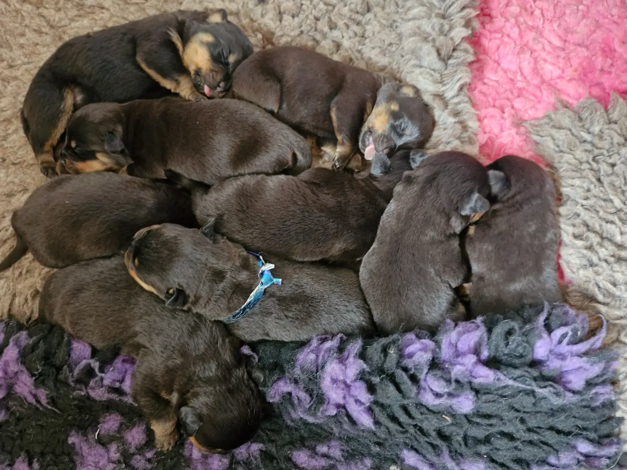 Billede 4 - Ægte rottweilerhvalp