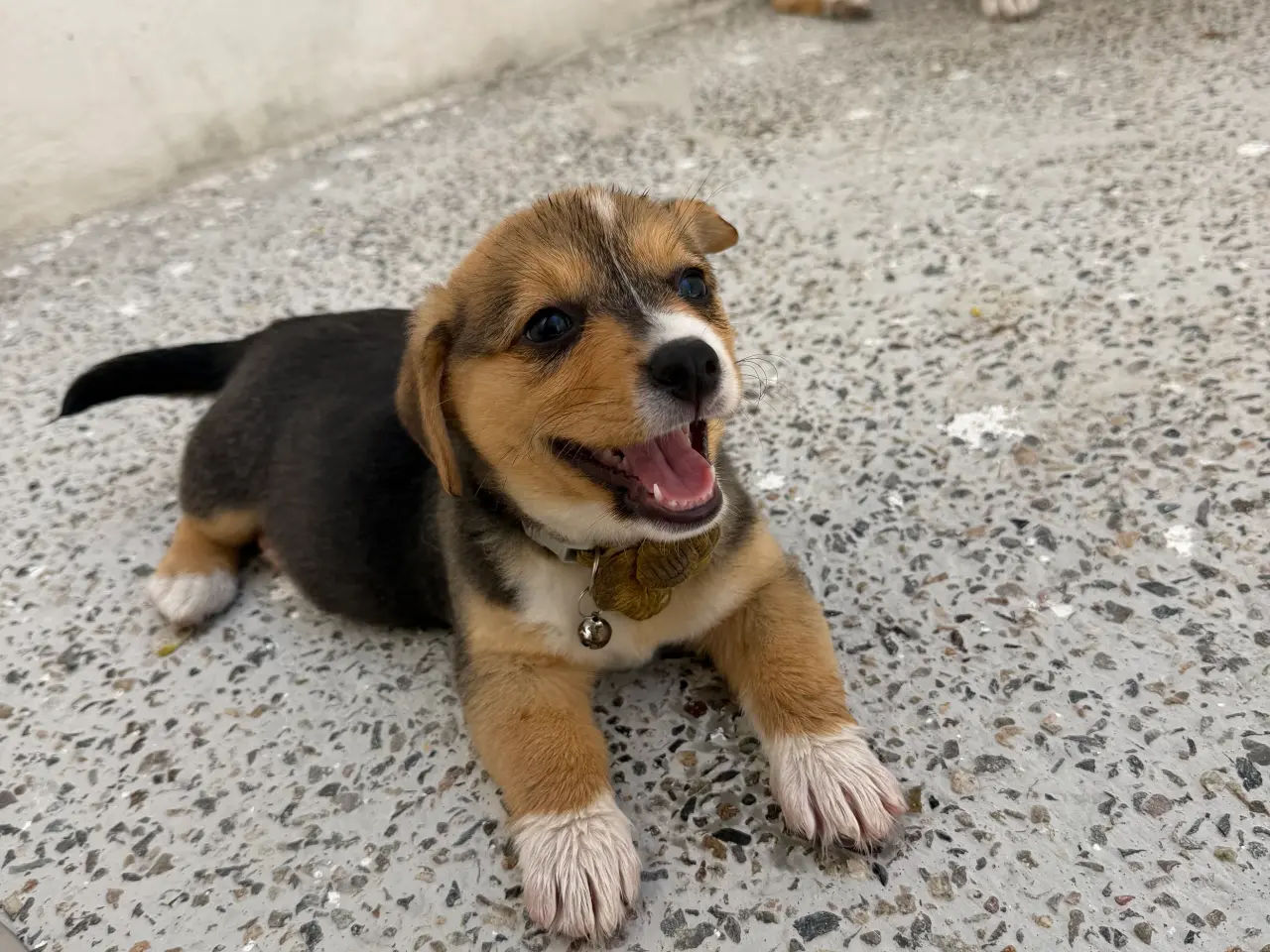 Billede 9 - Corgi Pembroke hundehvalpe