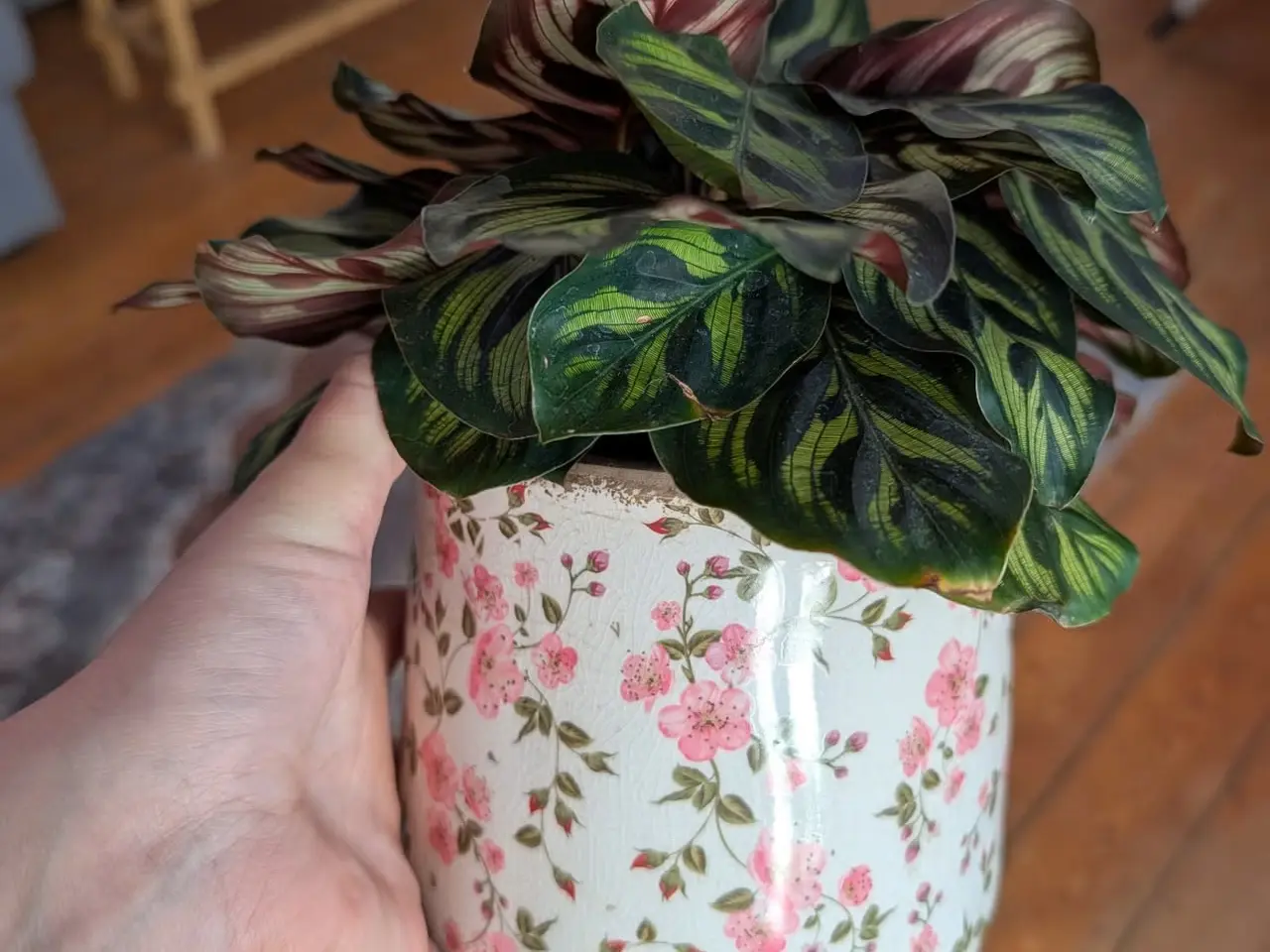 Billede 2 - Ekstra fyldig "Calathea Makoyana"