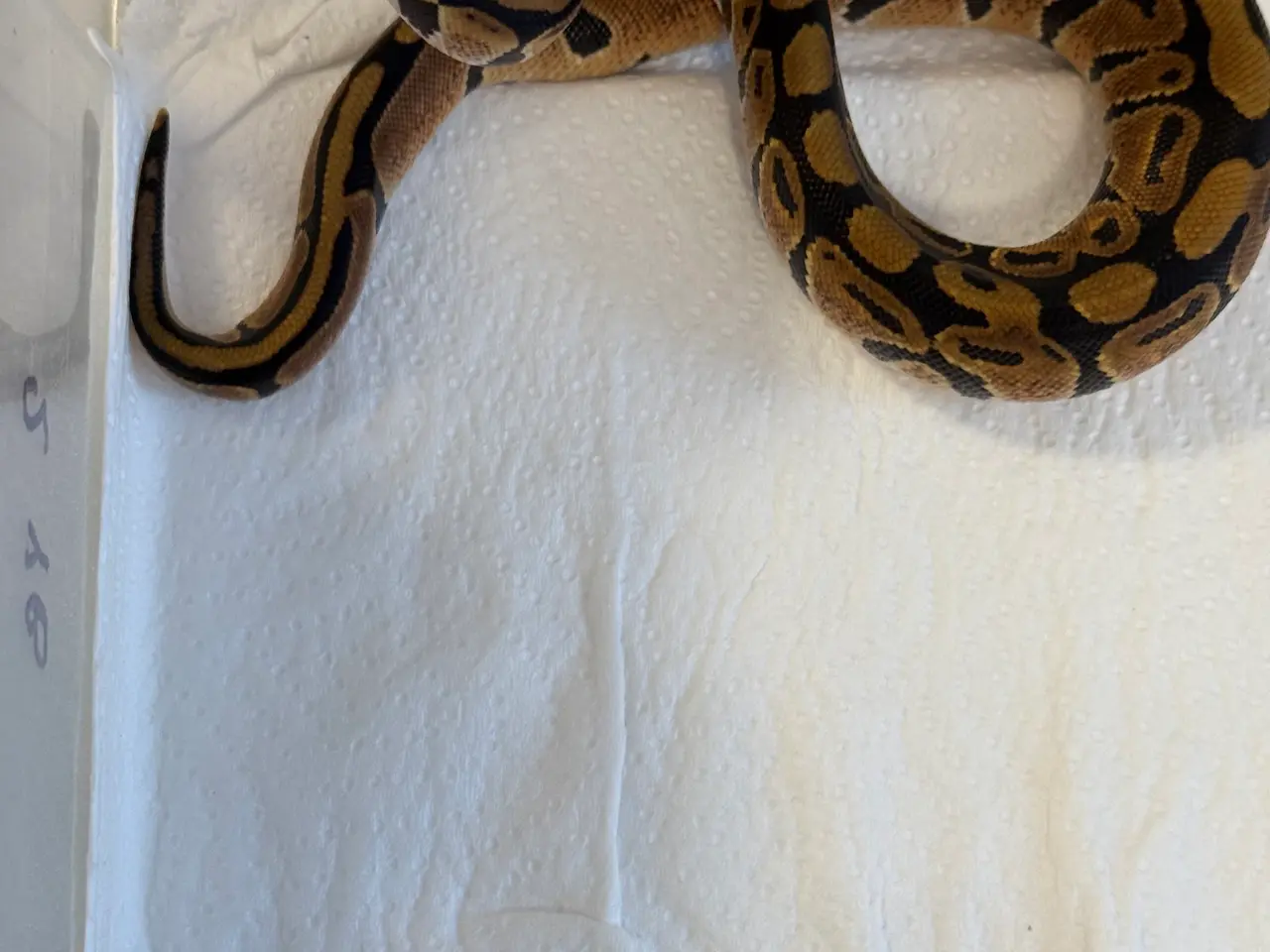 Billede 3 - Kongepython Yellow Belly