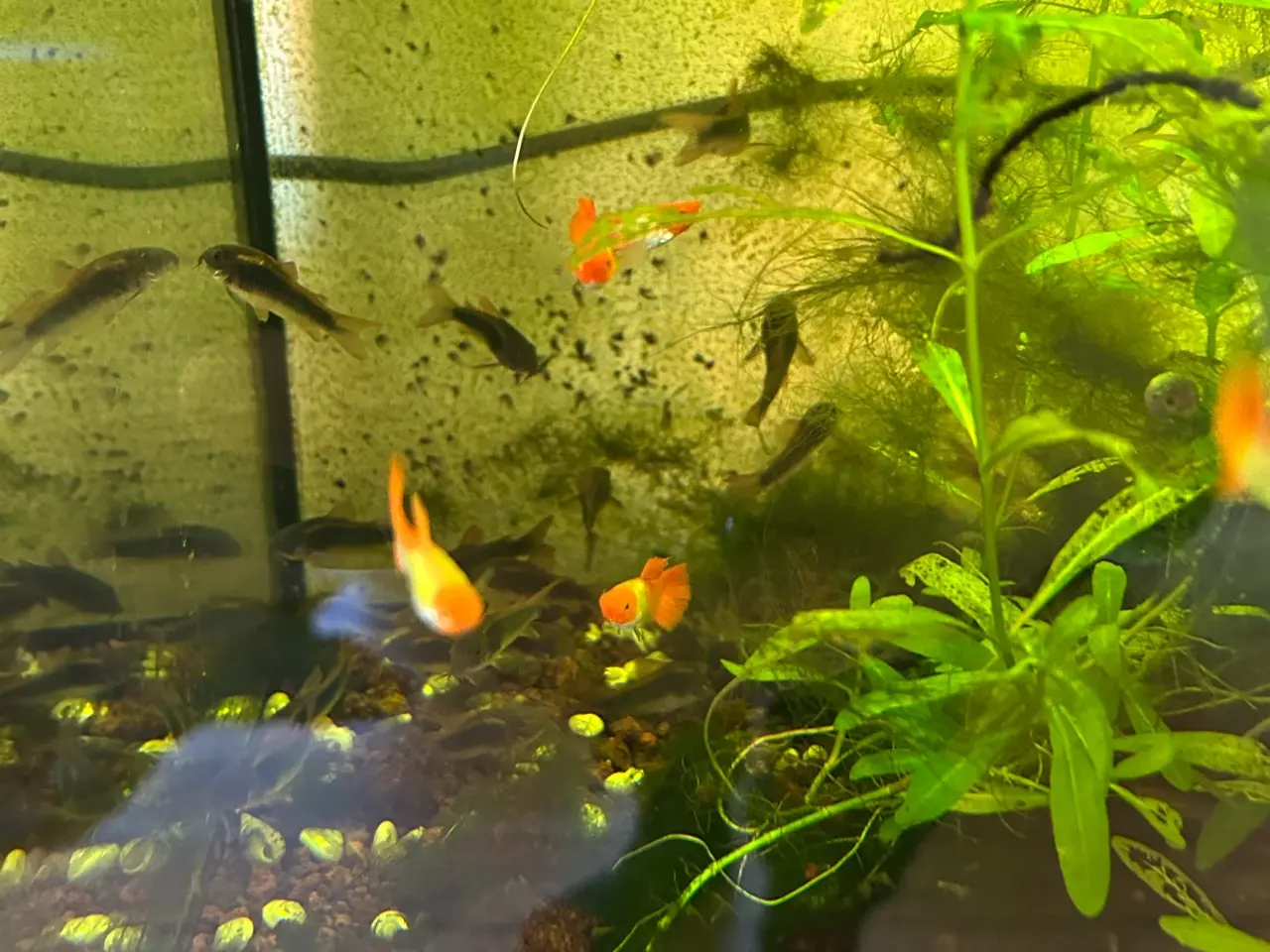 Billede 7 - 🐟 Kobber pansermaller 3-4 cm  | Afhentes i Viby J