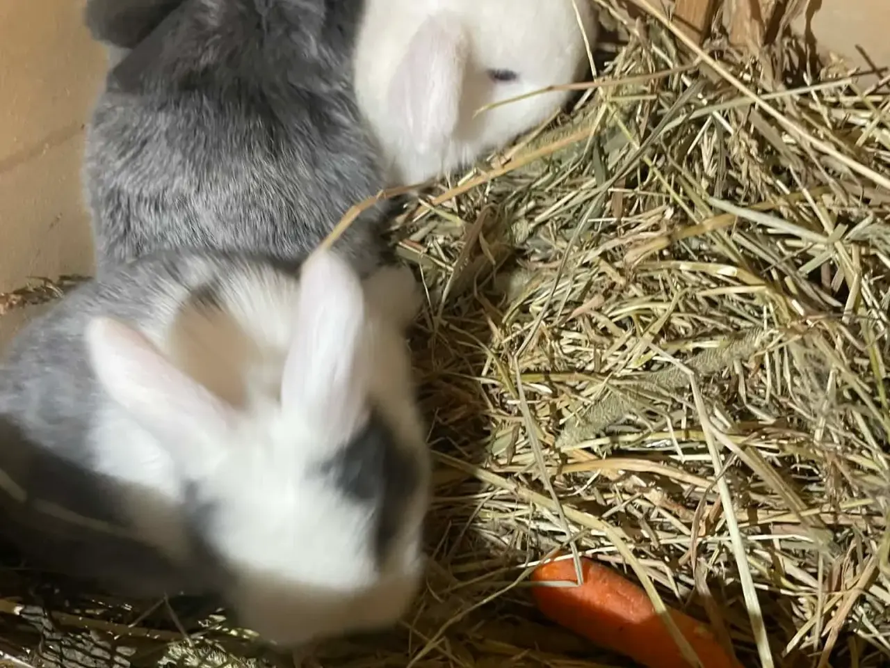 Billede 3 - 🐰 Dværgvædder Kaninunger til salg 🐰  