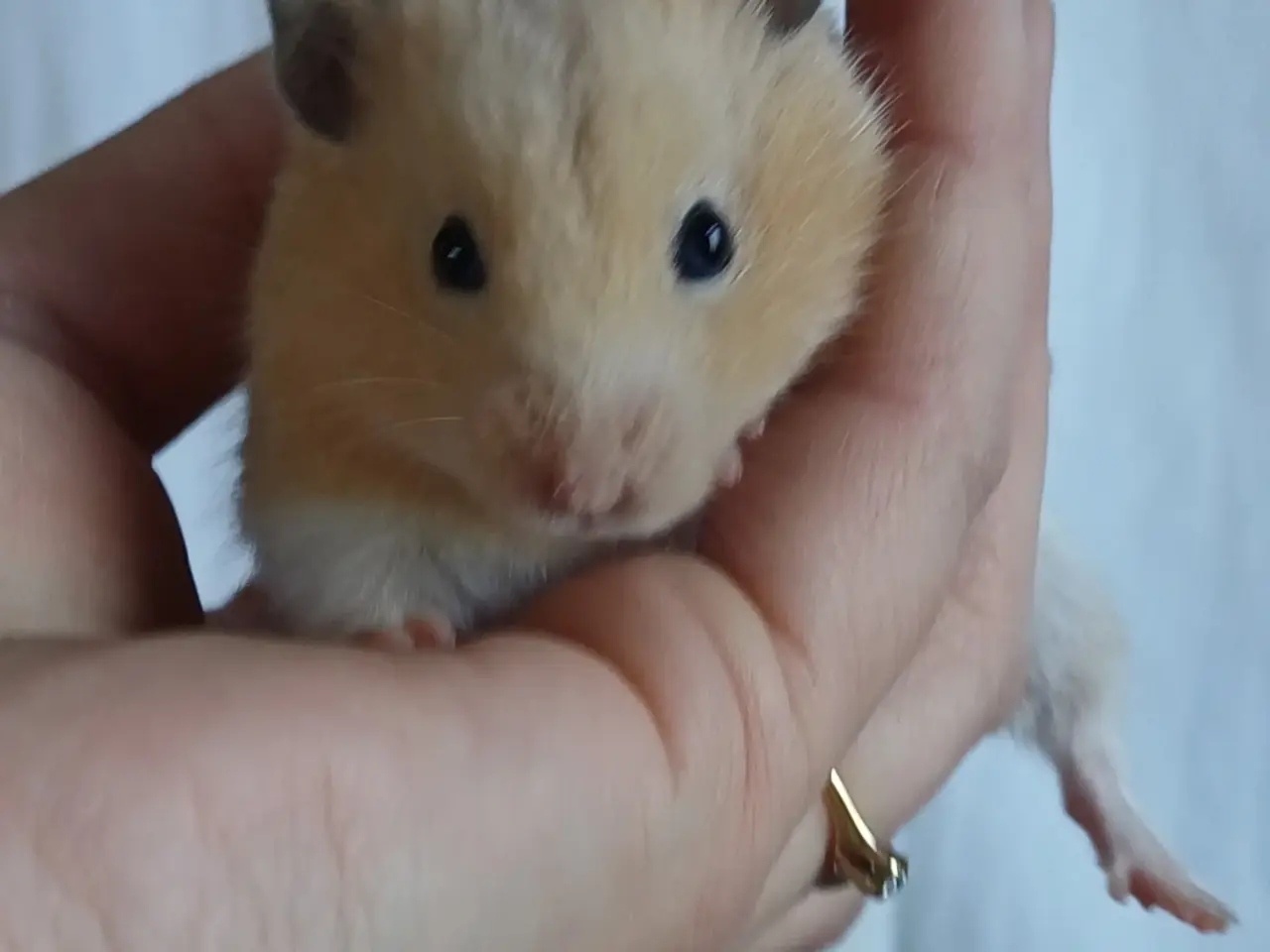 Billede 4 - Guldhamster unger