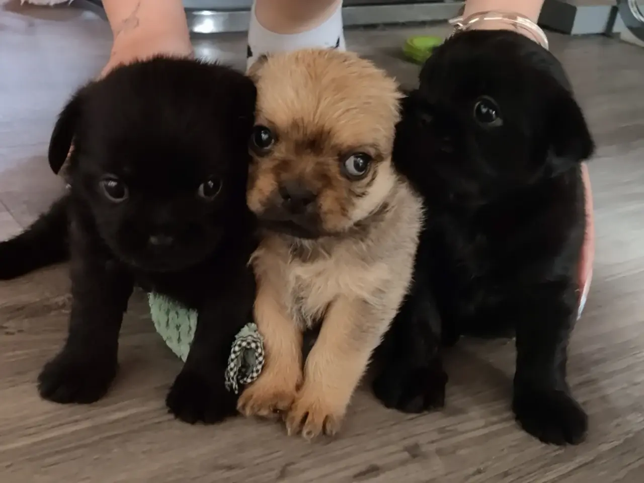 Billede 1 - Bedårende Mopschnorkie puppies 
