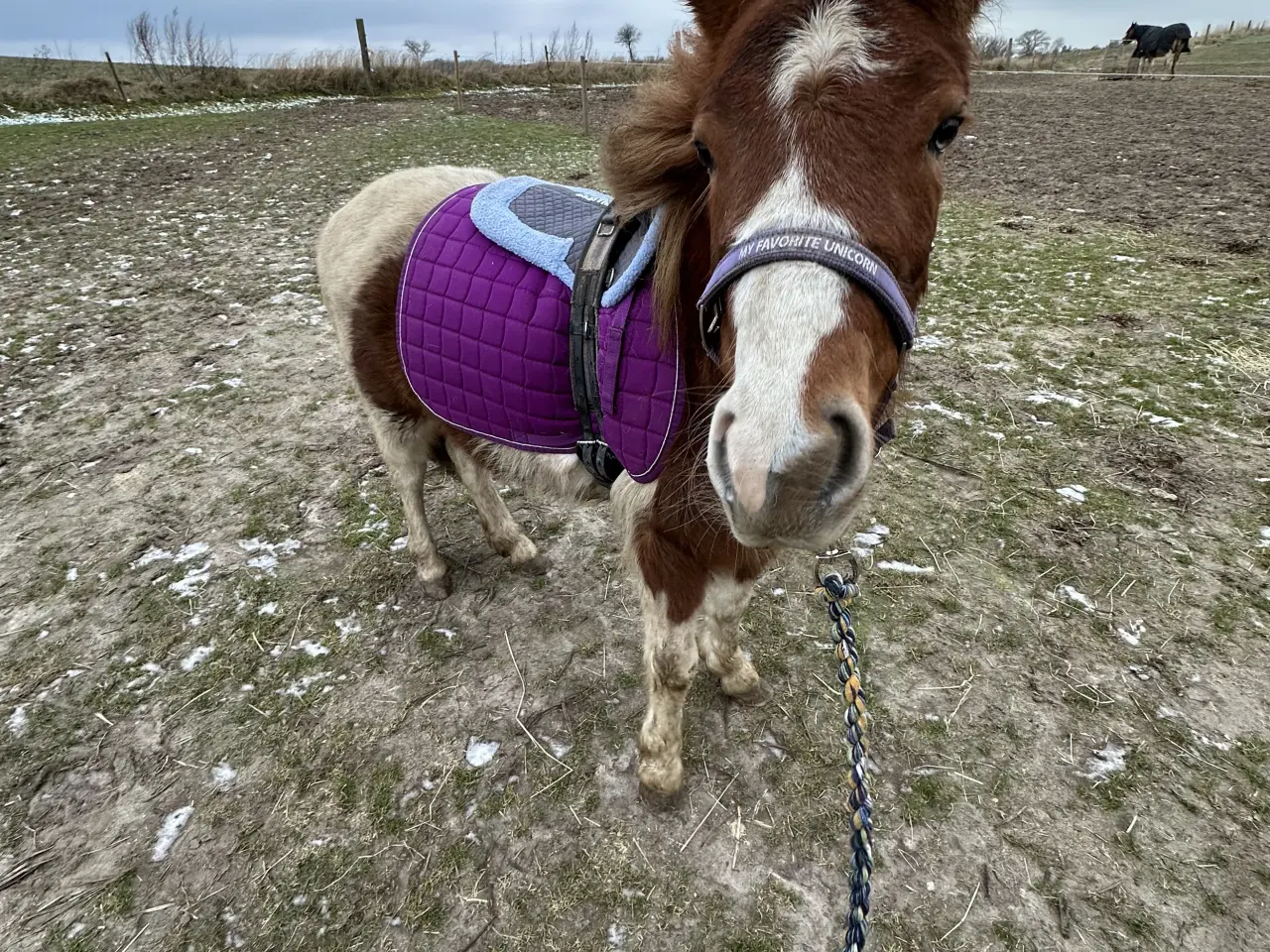 Billede 4 - Super sød shetlands hoppe på snart 3 år