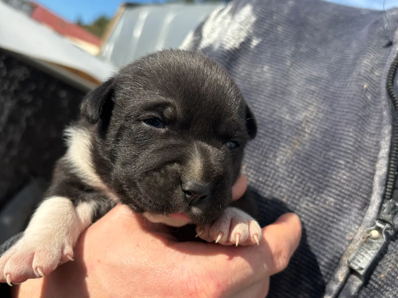 Billede 5 - Labrador/ boxer