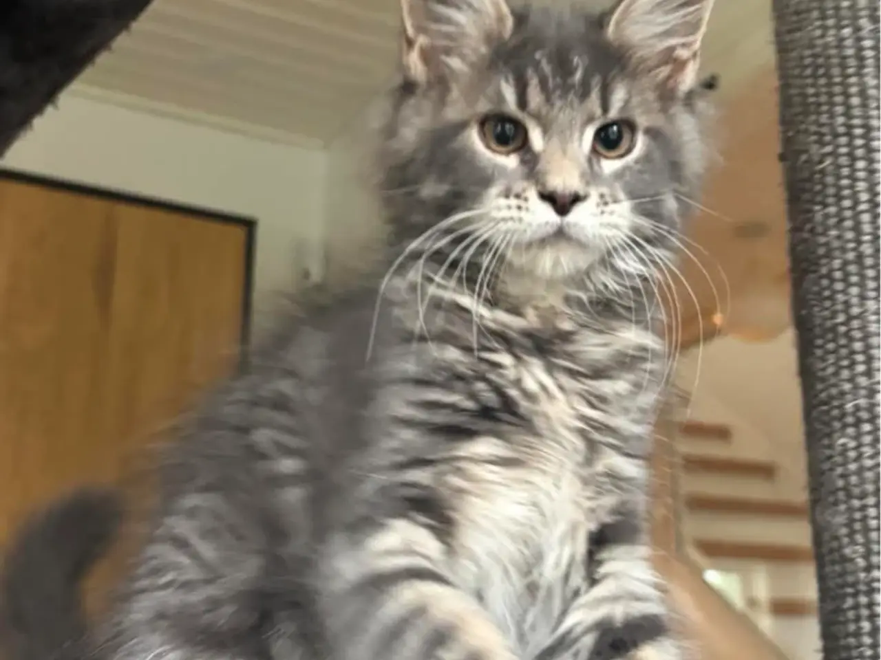 Billede 8 - 💕Maine Coon 💕