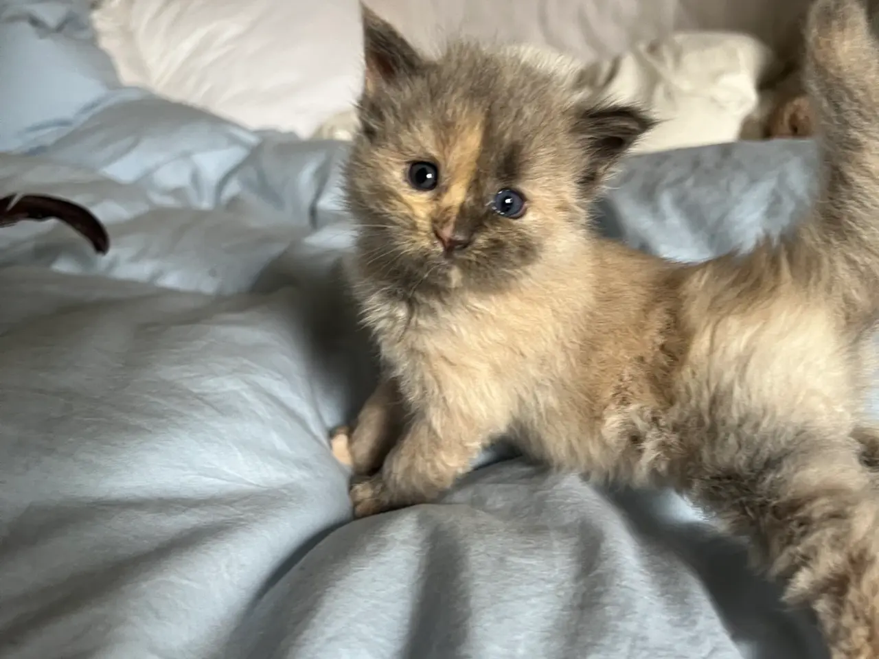 Billede 4 - Lækre racetypiske Maine coon killinger