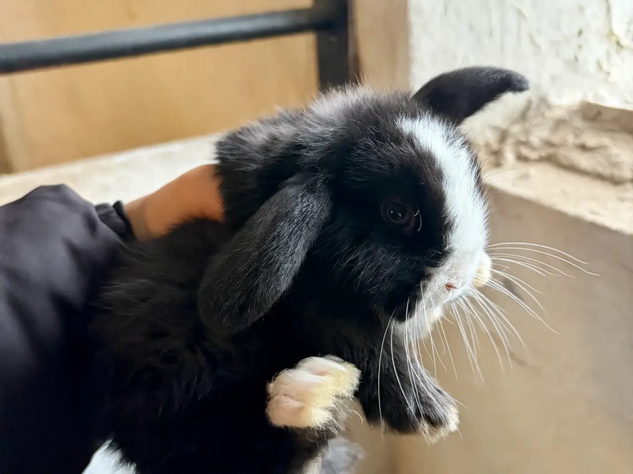 Billede 5 - Kaninunger søger nyt hjem 🥰❤️
