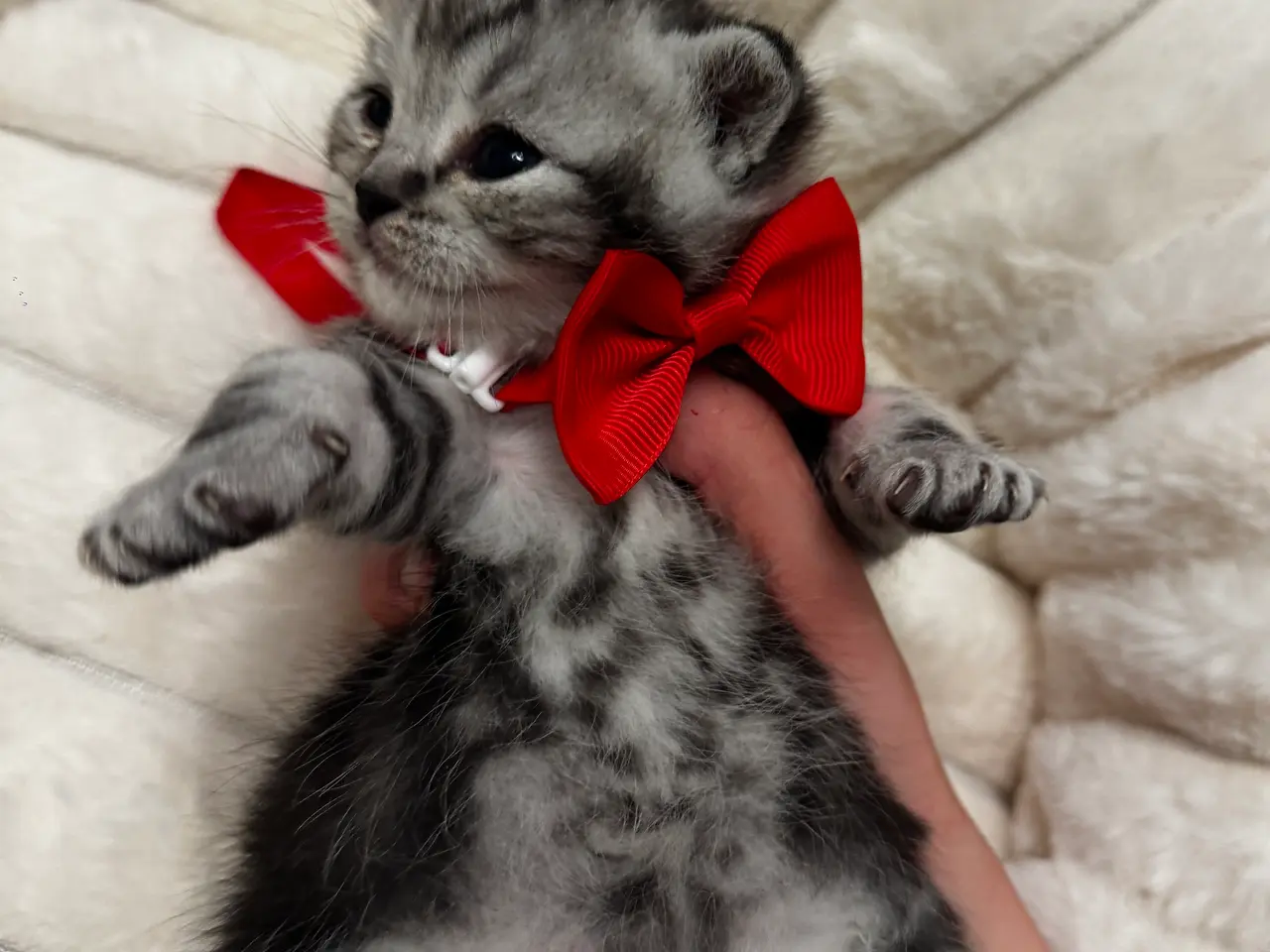 Billede 8 - Unikkeste British Shorthair Killinger til Salg