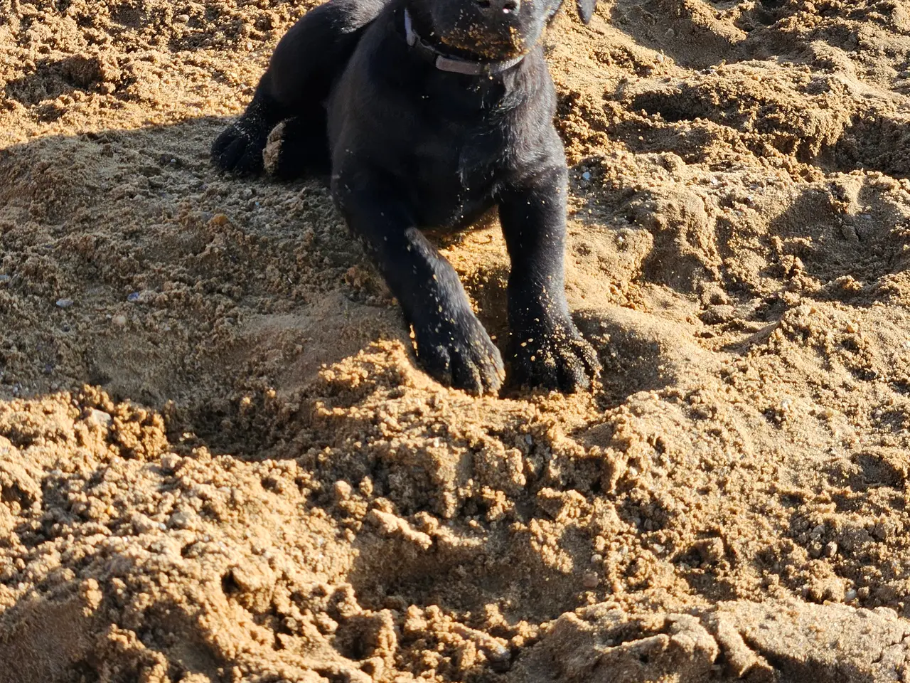 Billede 1 - F1 Labrador hvalpe