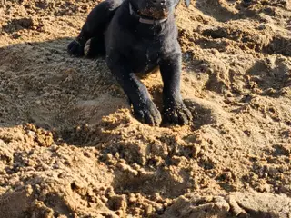 F1 Labrador hvalpe