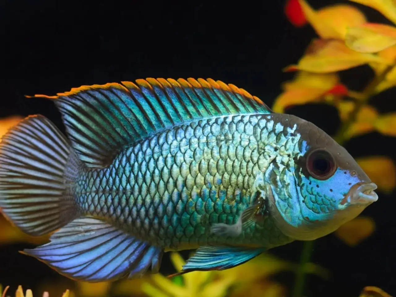 Billede 1 - Electric Blue Acara
