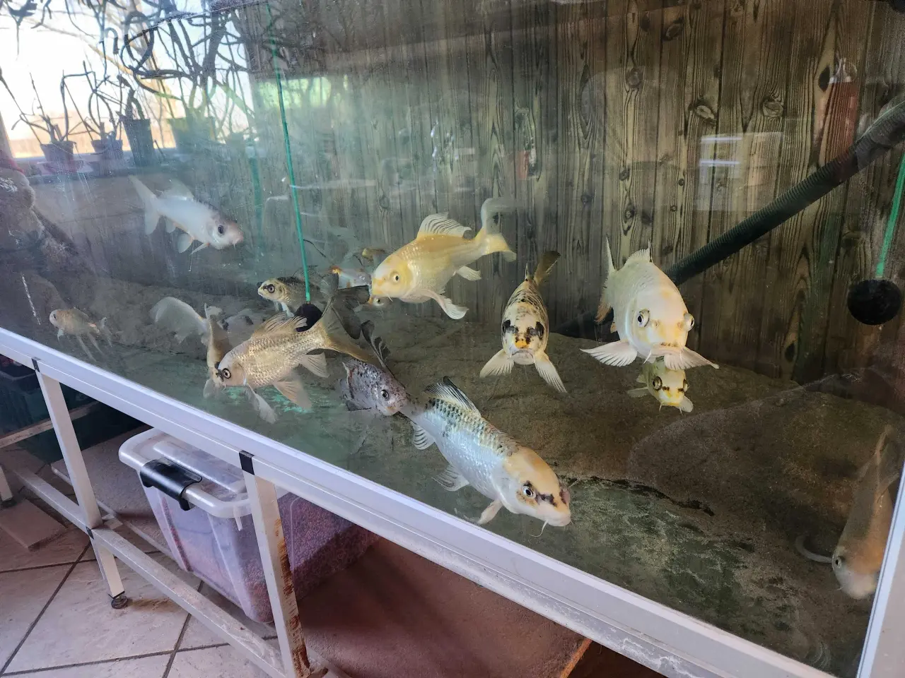 Billede 4 - Koi. Koier. Karper. Boddy Flies. Slør Haler. M.m