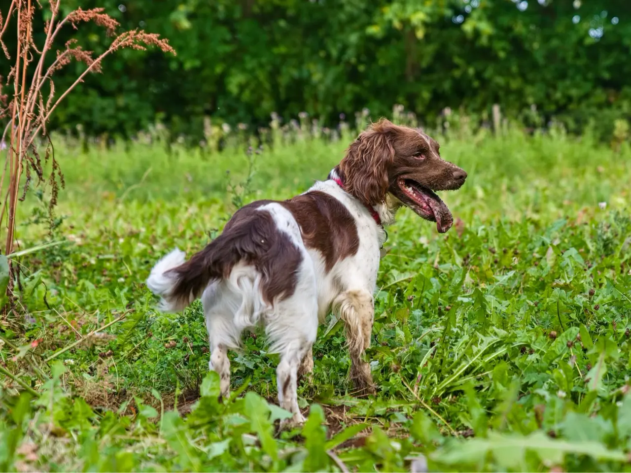 Billede 4 - Ft springer spaniel 
