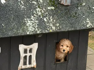 Rejseklar Mini Doodldoodle-eksklusive