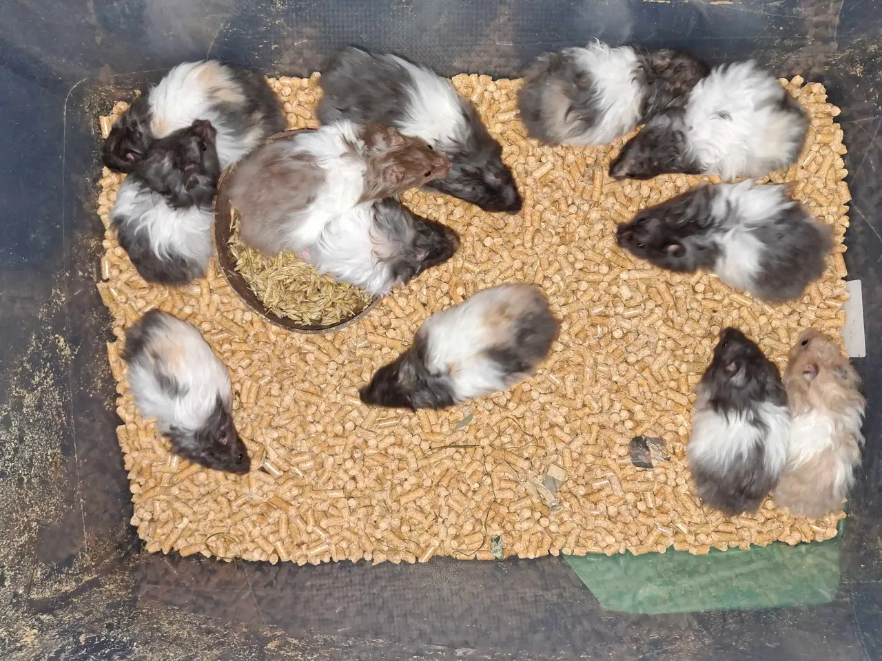 Billede 6 - hamster langhåret 