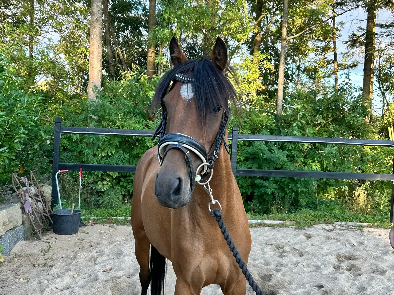 Billede 3 - Pony med gode gangarter