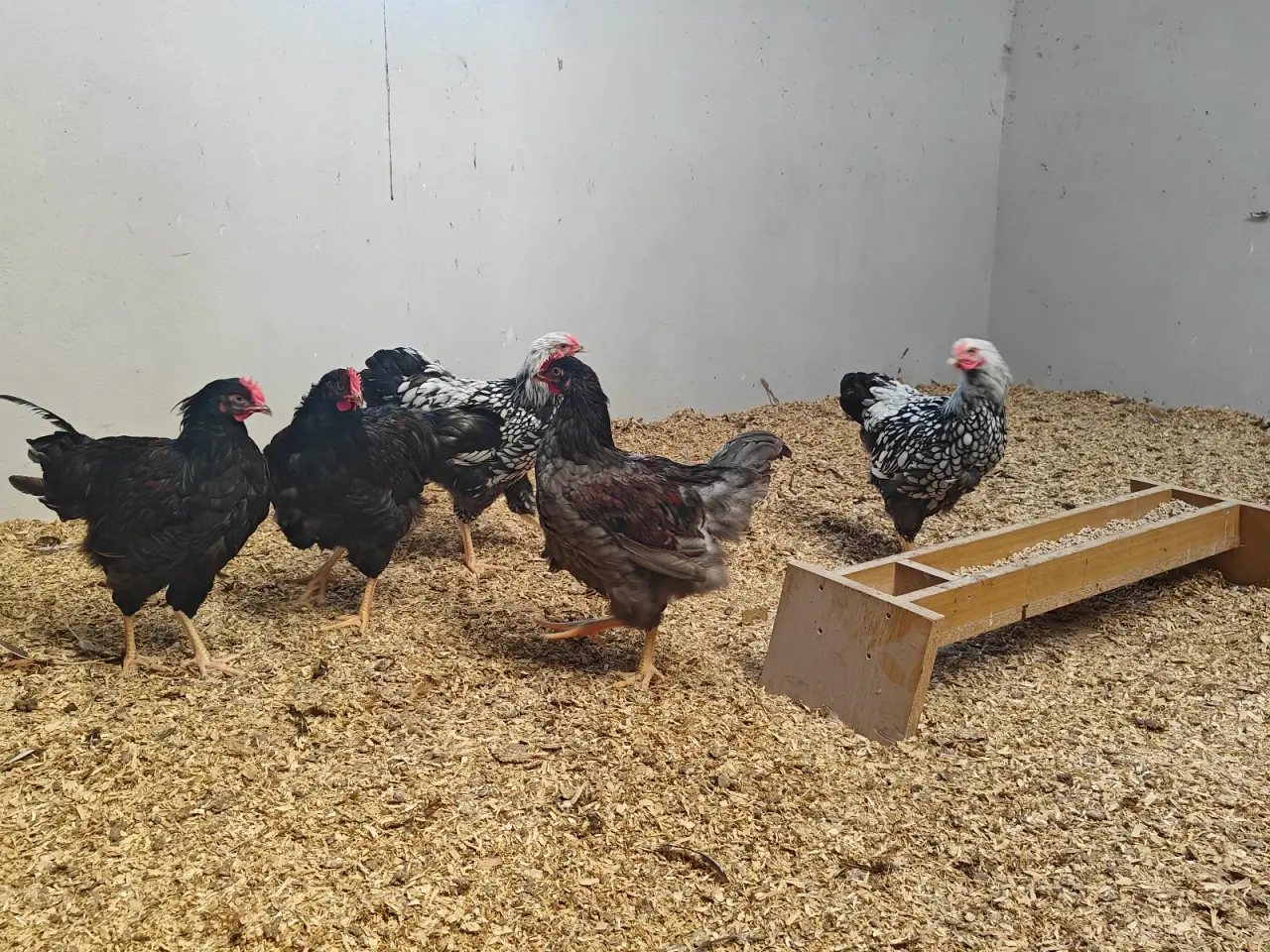 Billede 1 - Wyandotter og barnevelder