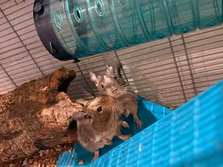 Degu to drenge