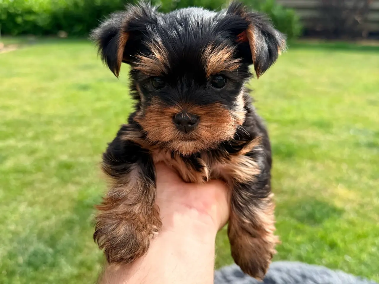 Billede 5 - Yorkshire Terrier Hvalpe