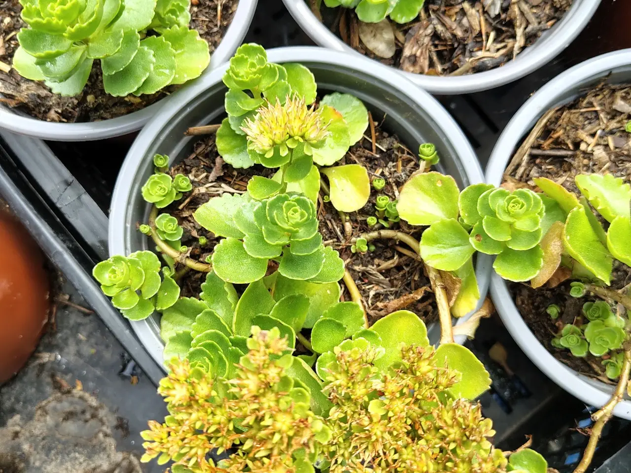 Billede 5 - Stenurt (Sedum spurium 'Album') i potte
