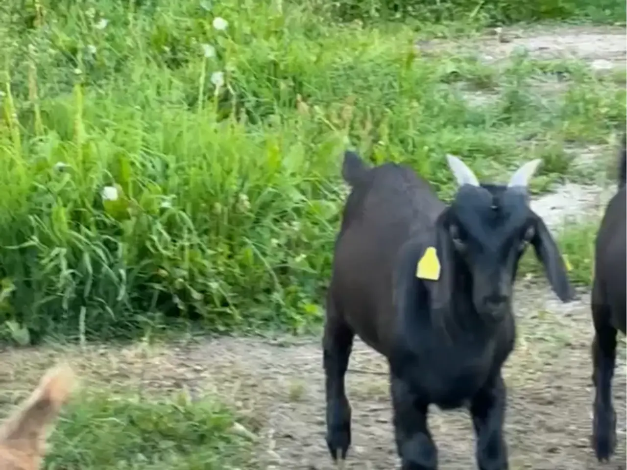 Billede 3 - Sort Bukkekid 3 mdr gammel 