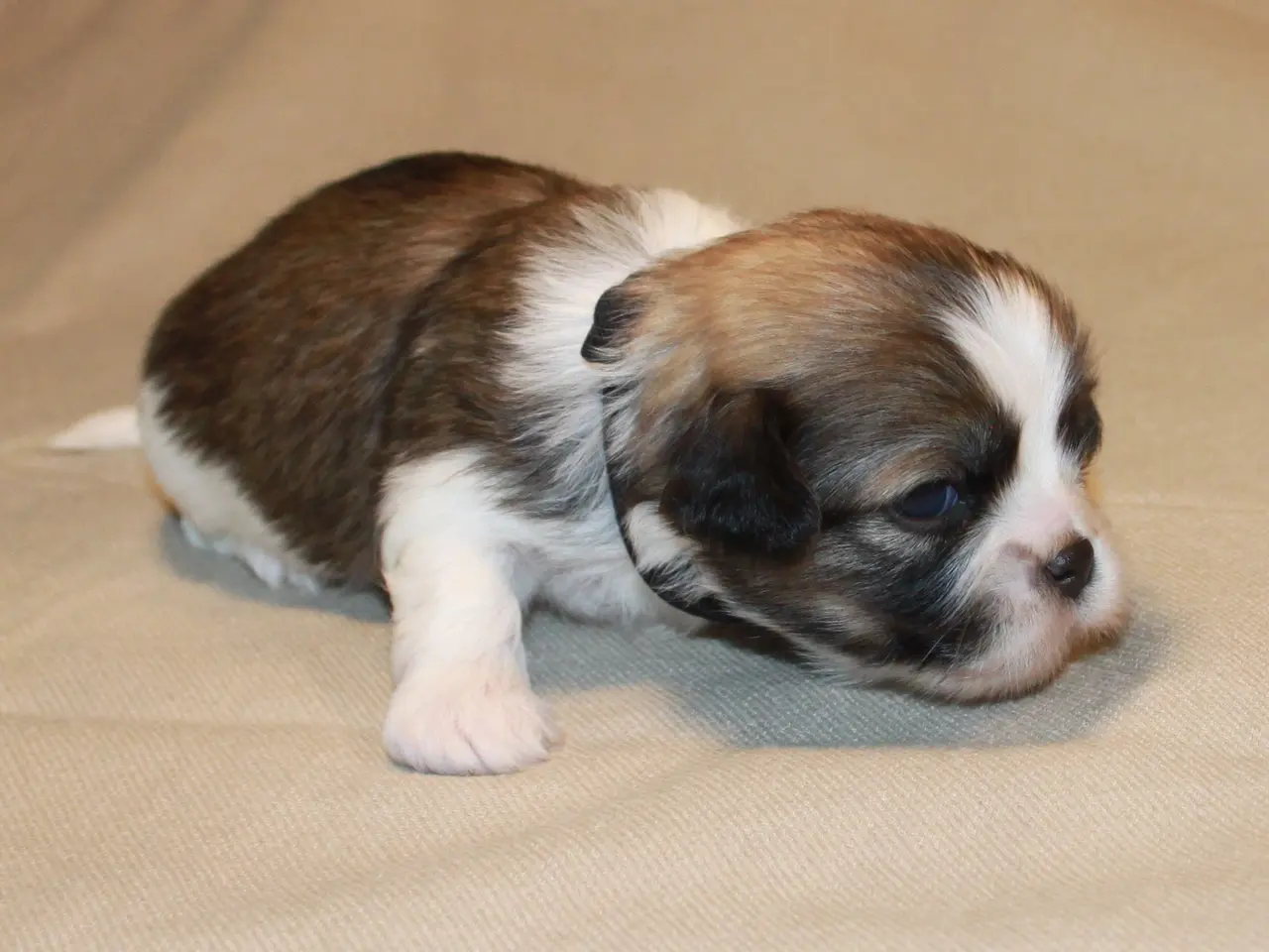Billede 3 - Lhasa Apso hvalpe