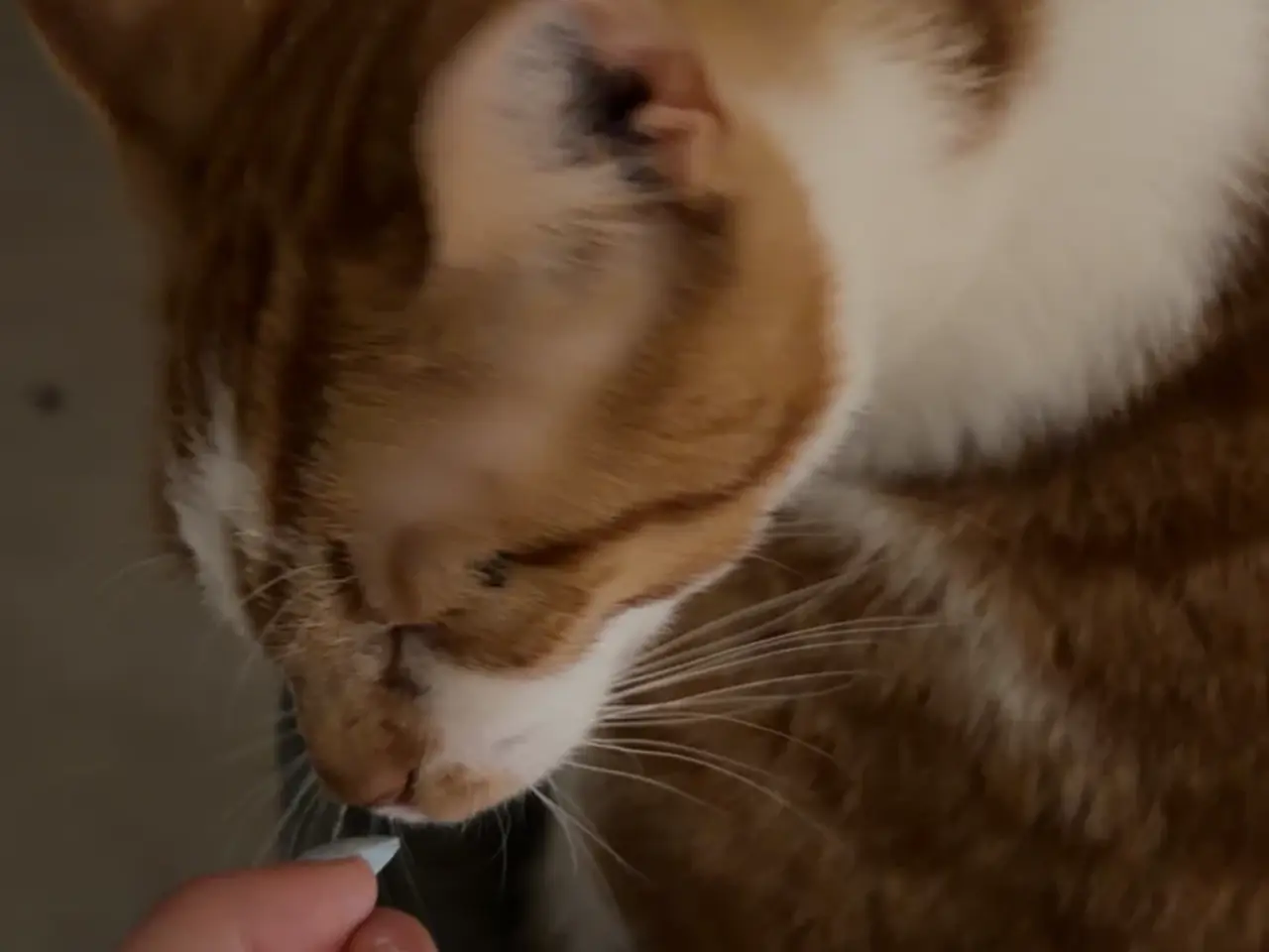Billede 4 - Sælger min søde milo (den orange hvide) 💔🙏