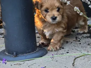 🐾❤️ 4 skønne hanhvalpe søger deres familie for li - 2