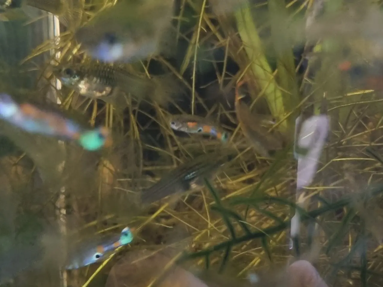Billede 1 - Endlers
