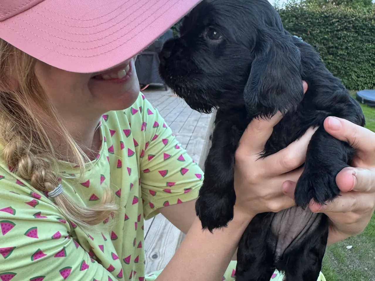 Billede 5 - Cockerspaniel/ cavalier hvalpe 