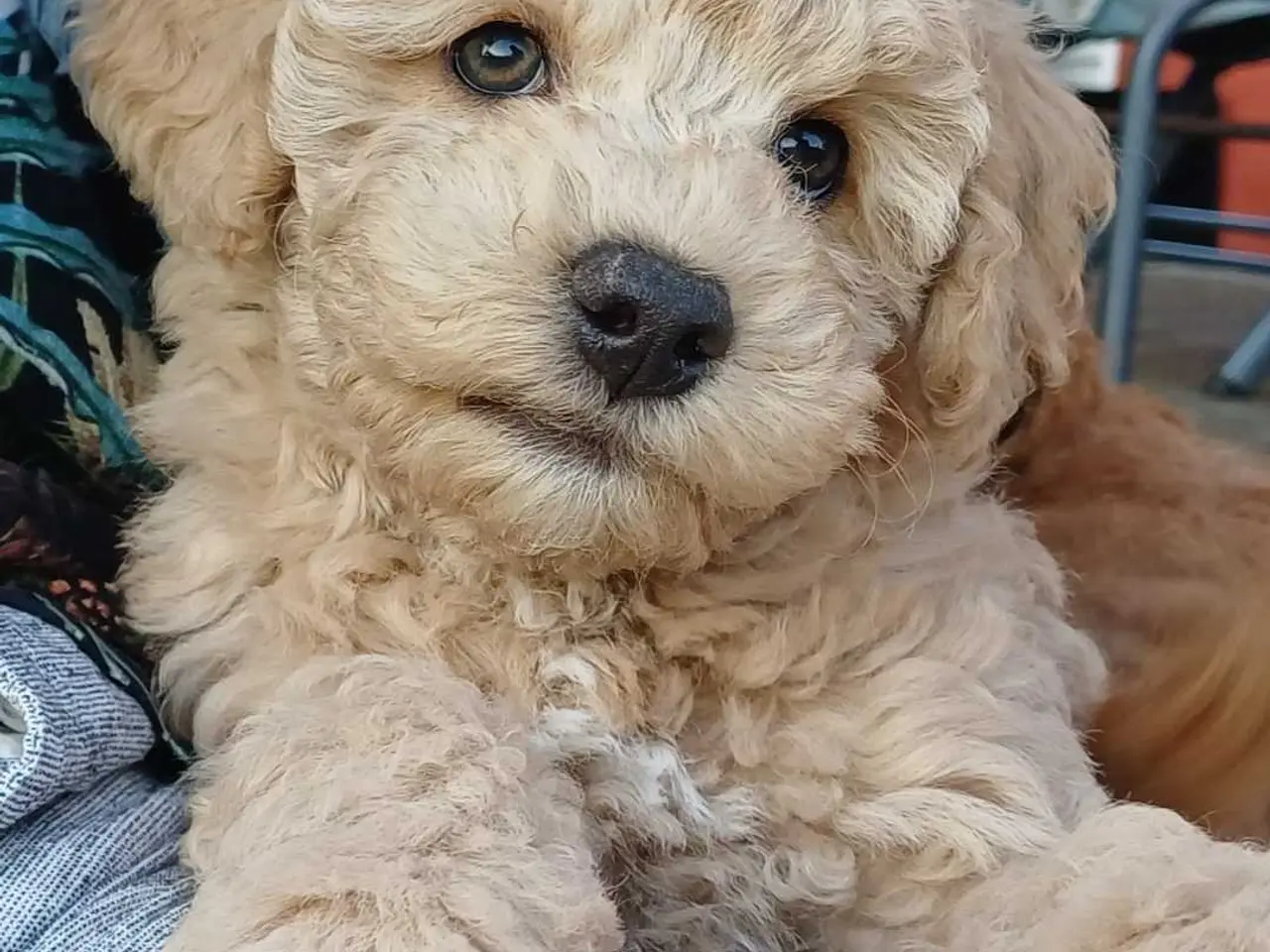 Billede 2 - Doodle / cockapoo hvalpe