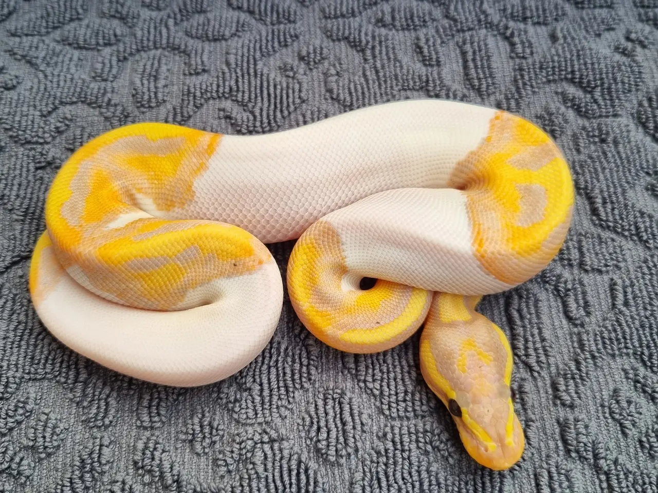 Billede 2 - Kongepython morfer 2026