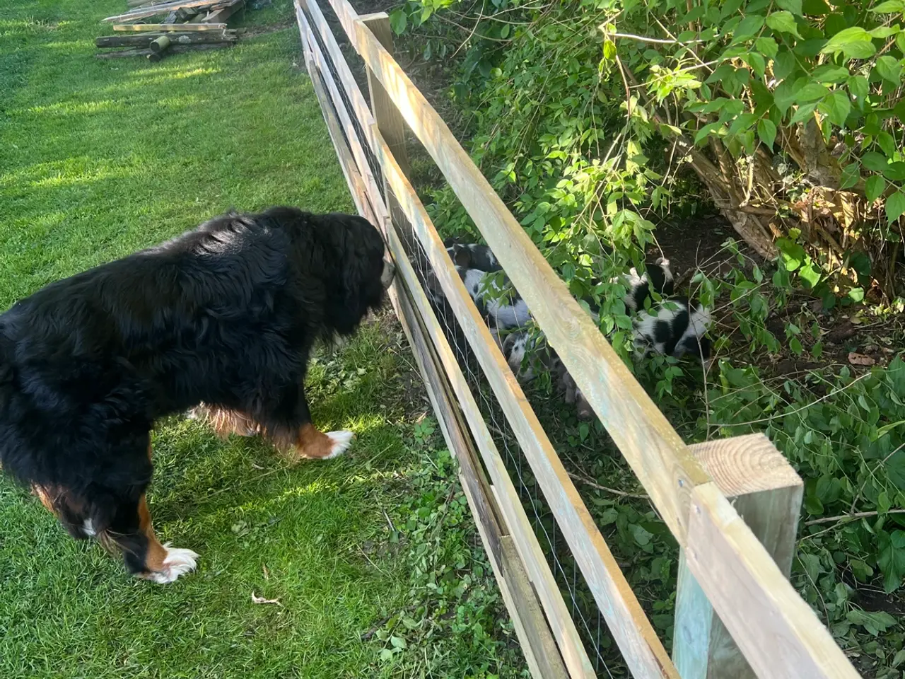 Billede 2 - Berner sennen 