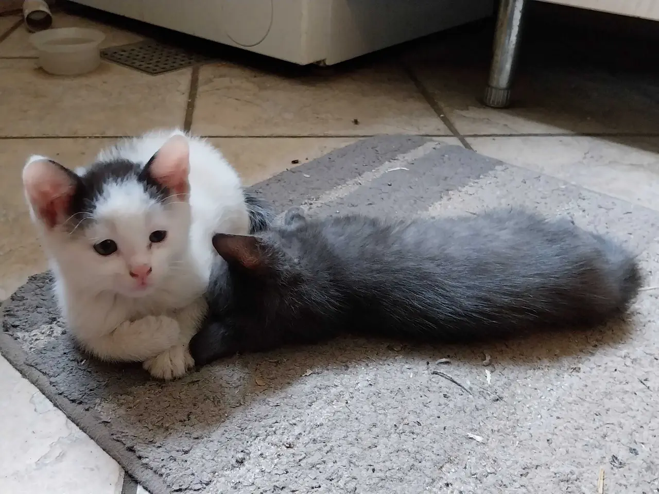 Billede 5 - Søde katte killinger