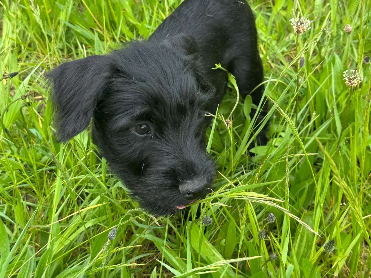 Billede 3 - Schnauzer mellem - hvalpe sort
