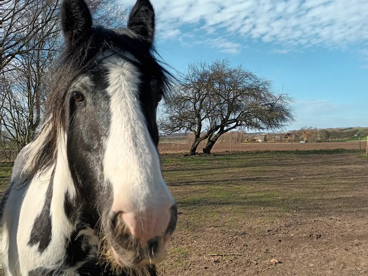Billede 6 - Irish Cob/ Skovturs hest