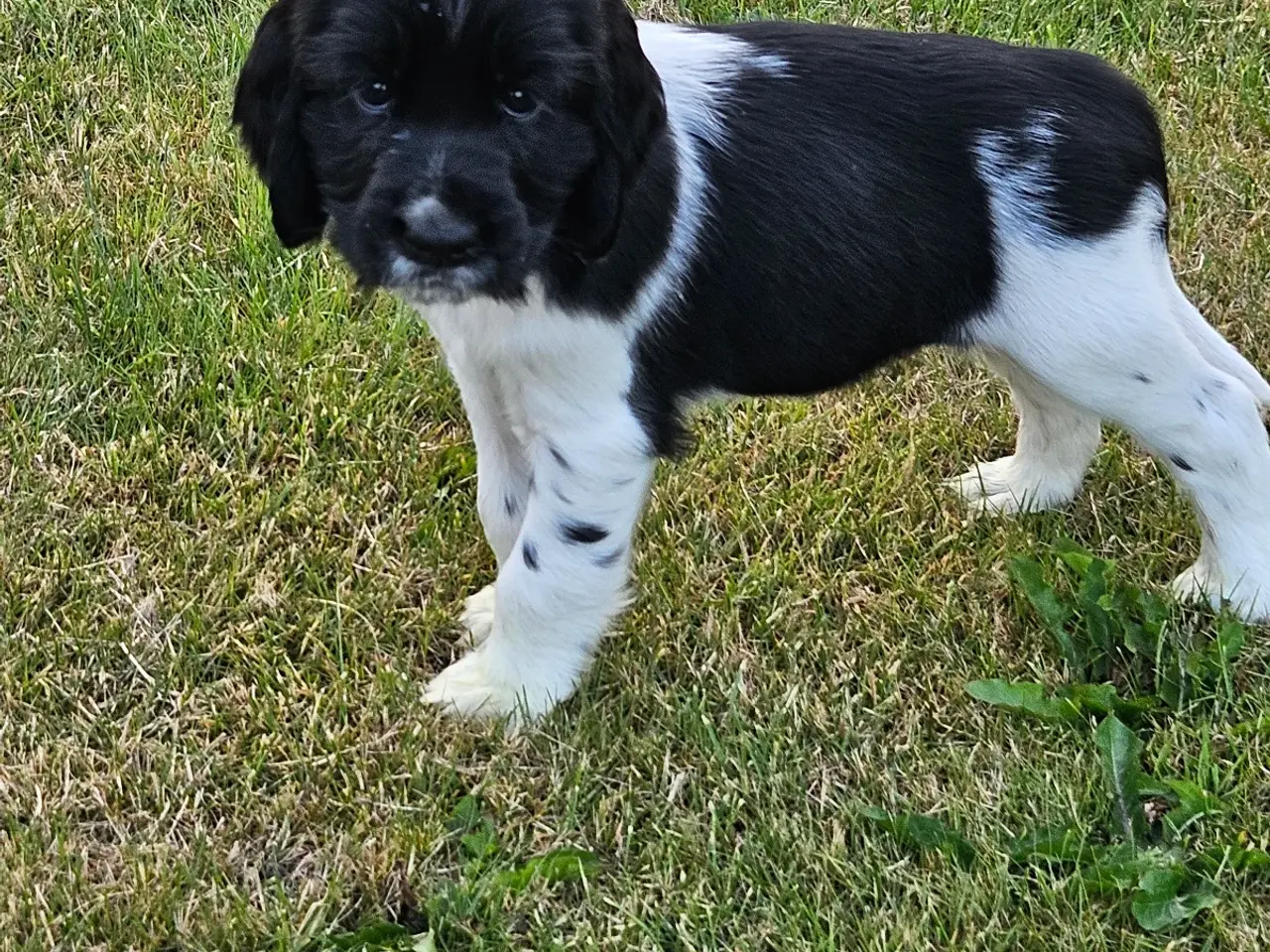 Billede 6 - Springer spaniel 8 uger