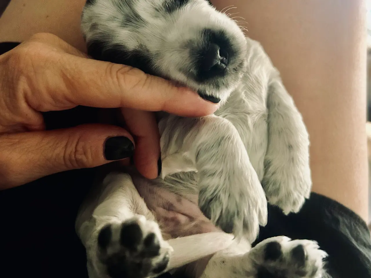 Billede 2 - Engelsk Cocker Spaniel hvalpe/Blue Roan