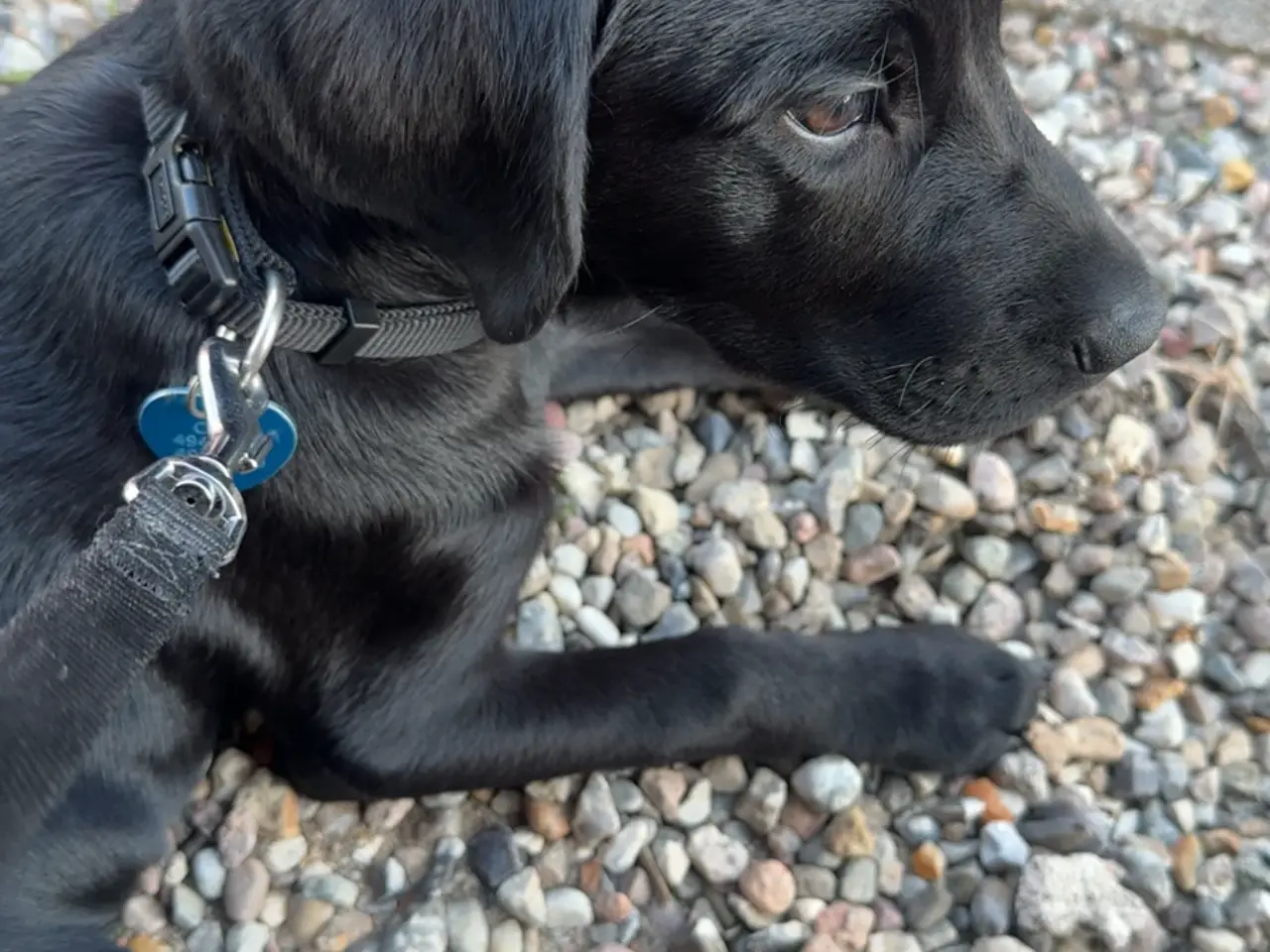 Billede 3 - Hunde hvalp 