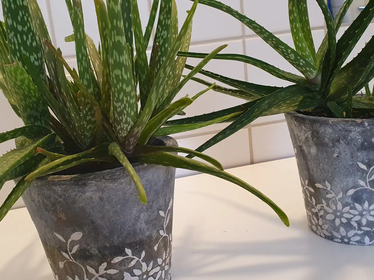 Billede 17 - stueplanter, grønne planter
