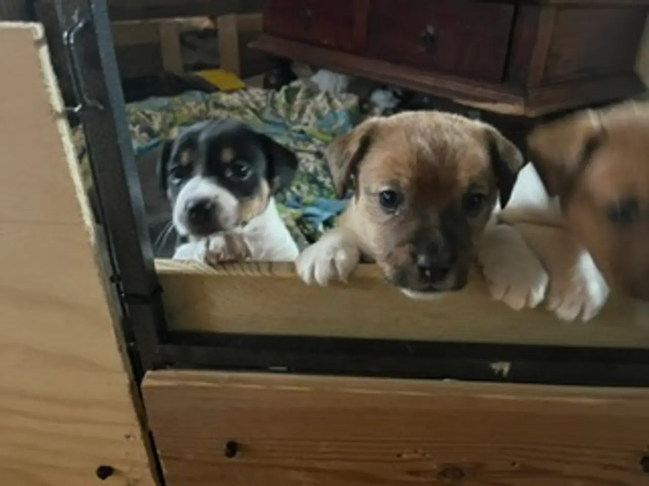 Billede 7 - Elmer, Jack Russel, 4½ uge gammel, født 25.9