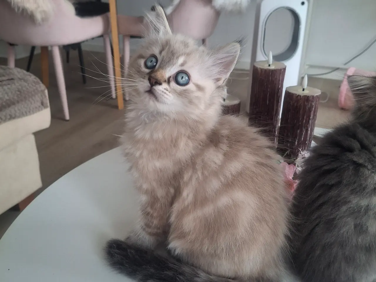 Billede 1 - British Longhair/regdoll